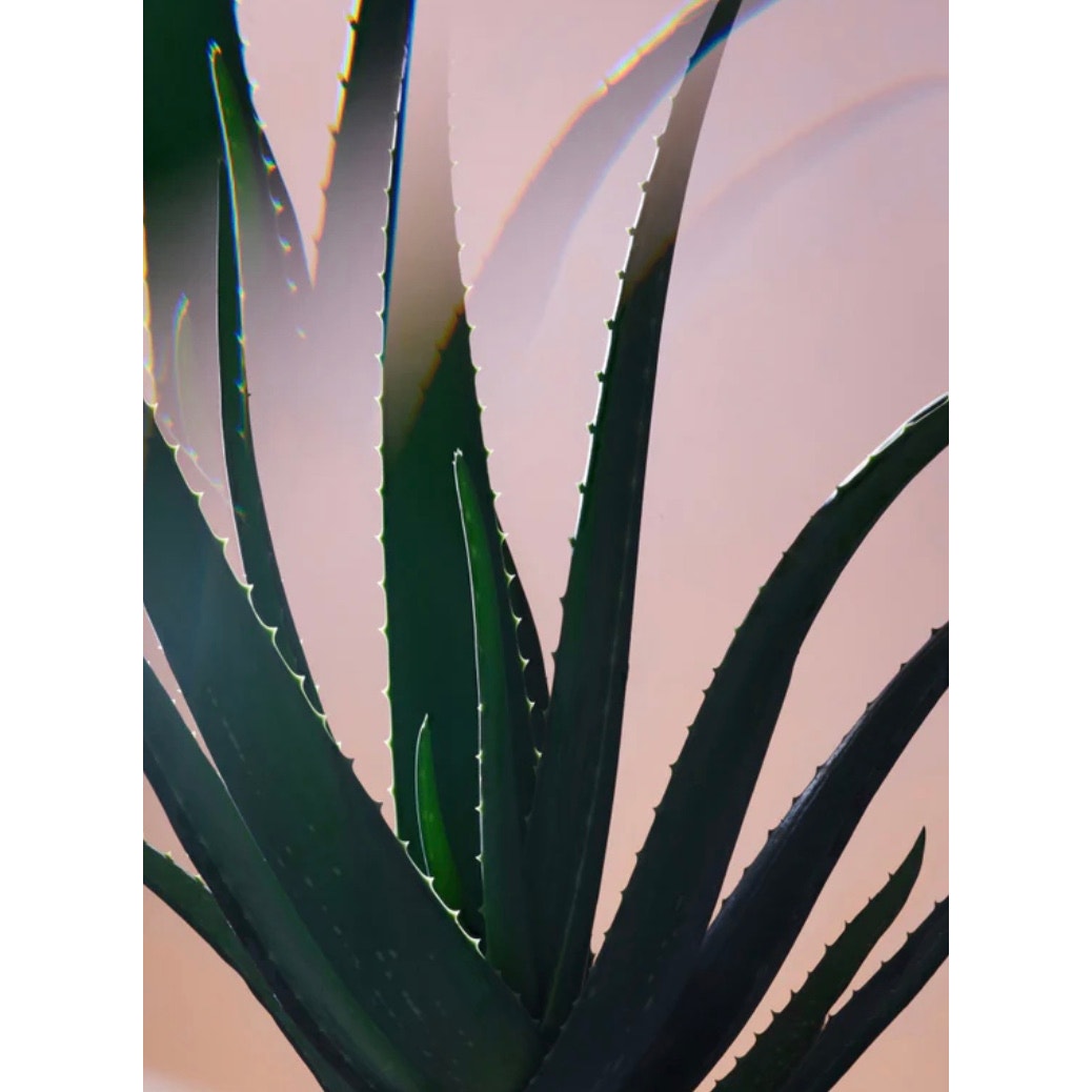 RETAIL $60 Twentynine Palms Mesa Mystic Facial Exfoliating Solution*Witch Hazel
